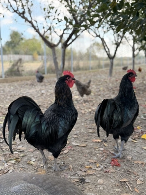 Vând sau schimb cocoși australorp 2024 - imagine 4