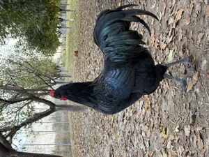 Vând sau schimb cocoși australorp 2024 - imagine 2