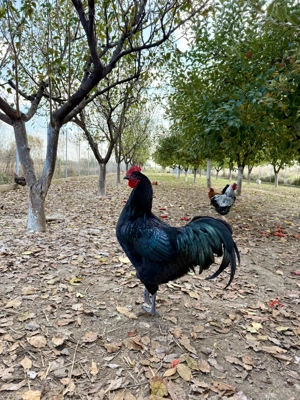 Vând sau schimb cocoși australorp 2024 - imagine 5