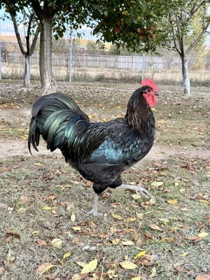 Vând sau schimb cocoși australorp 2024 - imagine 3