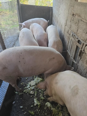 Vând porci disponibil pentru craciun