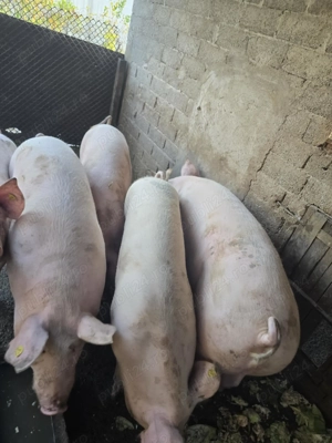 Vând porci disponibil pentru craciun - imagine 3