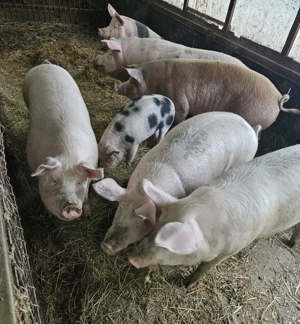 Vand porci mari  - imagine 2