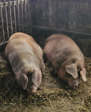 Vand porci mari  - imagine 3