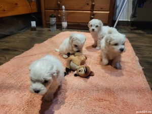 Vând puiuți bichon 