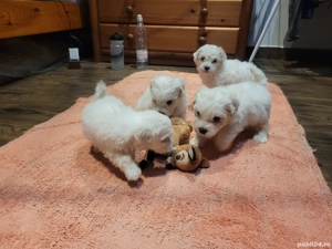 Vând puiuți bichon  - imagine 4