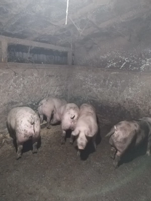 Porci rasa carne de vanzare 