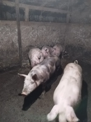 Porci rasa carne de vanzare  - imagine 2