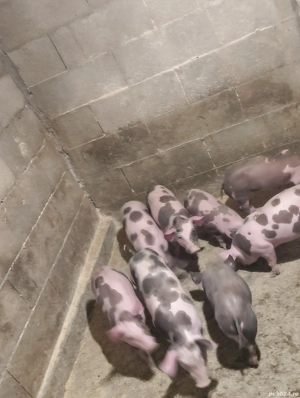 purcei 8 săptămâni  - imagine 2