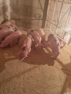 purcei 8 săptămâni  - imagine 3