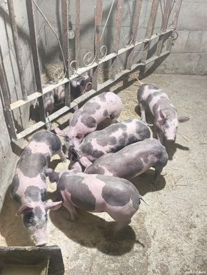 purcei 8 săptămâni 