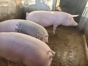 Porci de carne - imagine 2