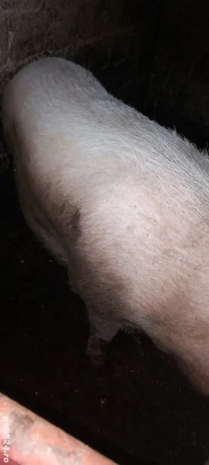 vand porc mare  - imagine 5