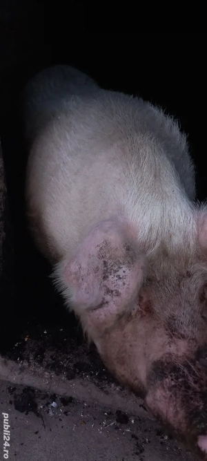 vand porc mare  - imagine 3