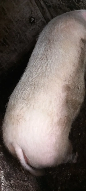 vand porc mare  - imagine 2