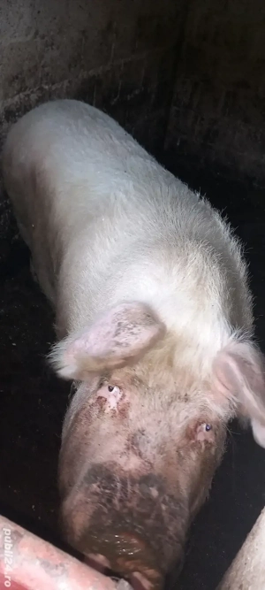 vand porc mare  - imagine 4