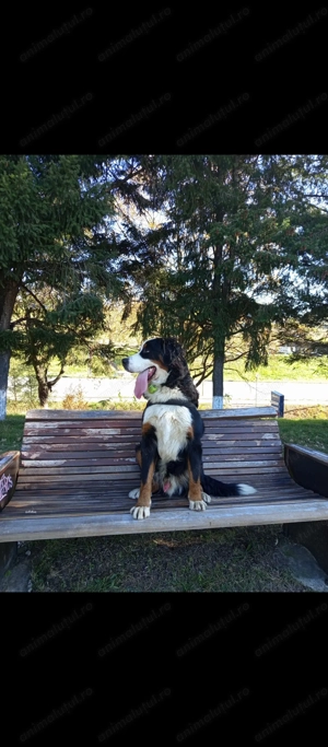 Ciobanesc de Berna în căutare de căsuța  - imagine 3