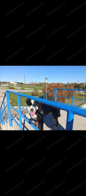 Ciobanesc de Berna în căutare de căsuța  - imagine 5