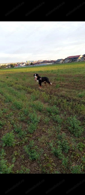 Ciobanesc de Berna în căutare de căsuța  - imagine 4