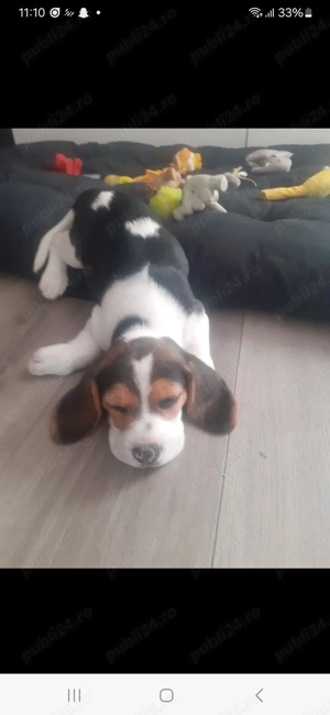 Catelusa Beagle - imagine 2
