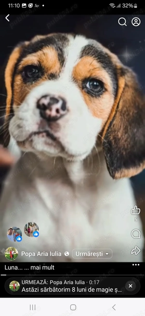 Catelusa Beagle