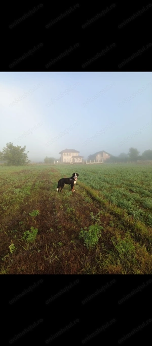 Ciobanesc de Berna în căutare de căsuța  - imagine 2
