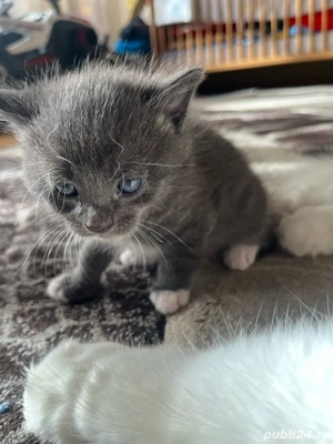 Pui Pisica British Shorthair