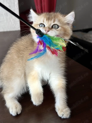 Baietel british shorthair chinchilla gold superb !! Certificat pedigree WCF!! 