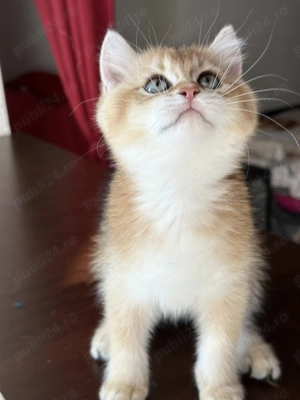 Baietel british shorthair chinchilla gold superb !! Certificat pedigree WCF!!  - imagine 5