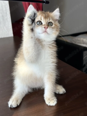 Baietel british shorthair chinchilla gold superb !! Certificat pedigree WCF!!  - imagine 3
