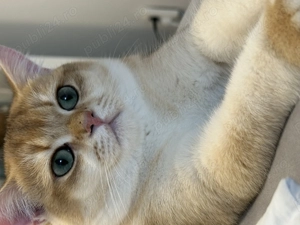 Baietel britanic chinchilla gold superb !! Pedigree WCF !!