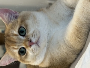 Baietel britanic chinchilla gold superb !! Pedigree WCF !! - imagine 3