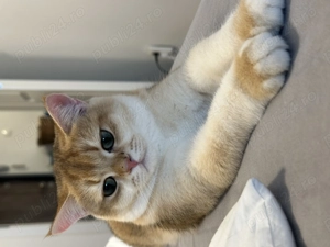 Baietel britanic chinchilla gold superb !! Pedigree WCF !! - imagine 2