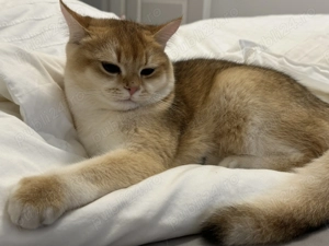 Baietel britanic chinchilla gold superb !! Pedigree WCF !! - imagine 4