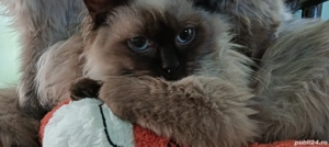 Pisică Ragdoll