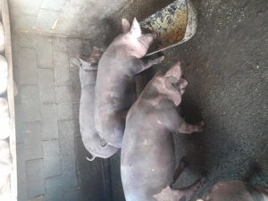 Scrofite pietrean pentru reproducere 