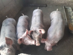 Scrofite pietrean pentru reproducere  - imagine 2