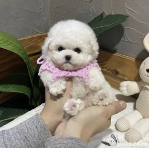 caniche maltipoo poodle mini toy - imagine 3