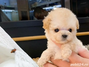 caniche maltipoo poodle mini toy - imagine 2