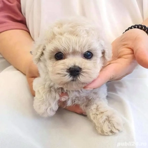 maltipoo poodle mini toy - imagine 3