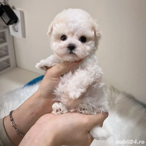 maltipoo poodle mini toy