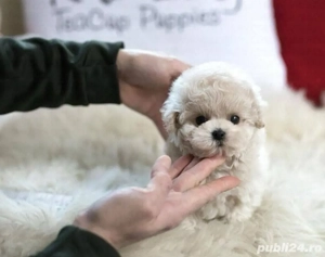 maltipoo pudel mini toy