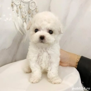maltipoo pudel mini toy - imagine 2
