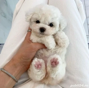 maltipoo pudel mini toy - imagine 3