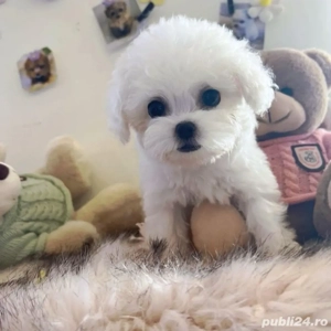 maltipoo poodle mini toy - imagine 2