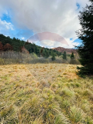 Teren 4,877mp Mara / Strada Principala - imagine 8