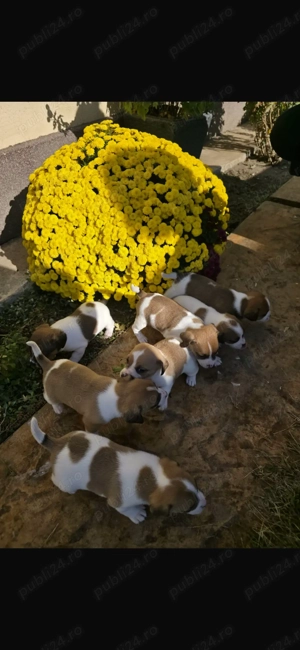 Jack Russell Terrier