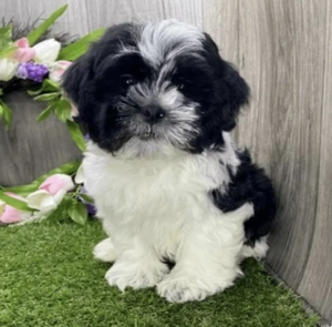 Shitzu shih tzu mascul și femela