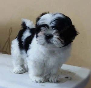 Shihtzu Shitzu mascul și femelă 