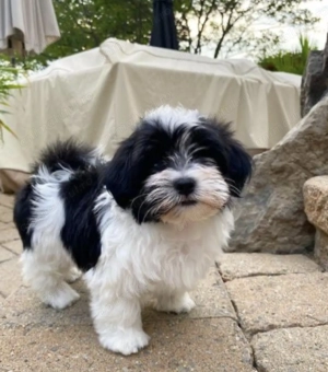 Shitzu Shih tzu mascul și femelă 